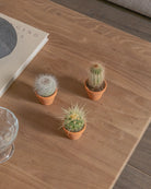 Micro-Set-Cacti-Three-Plntd-Lifestyle-2