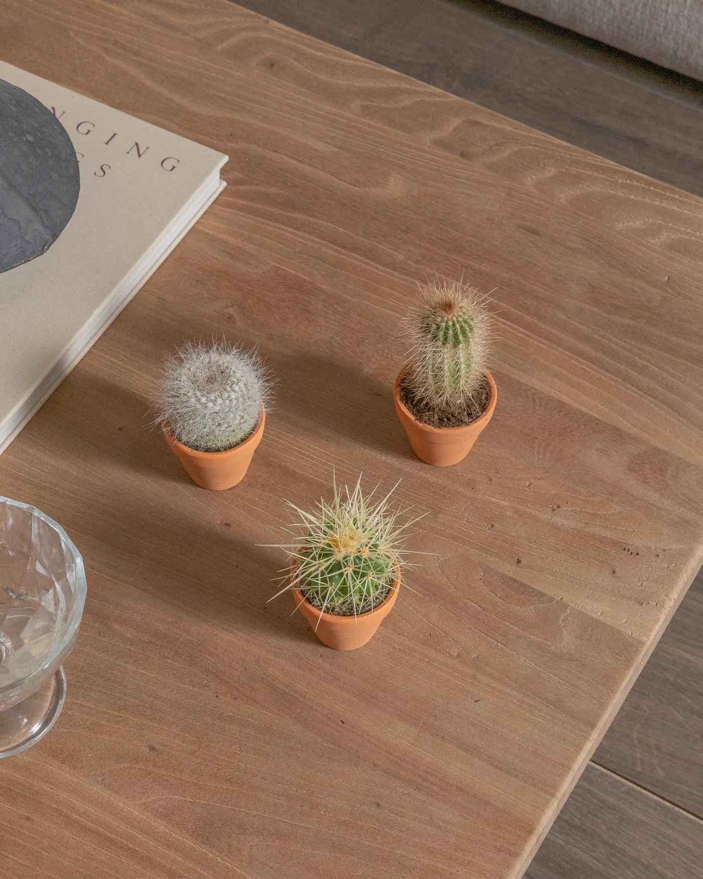 Micro-Set-Cacti-Three-Plntd-Lifestyle-2