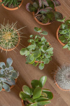 Micro-Set-Plntd-Group-8