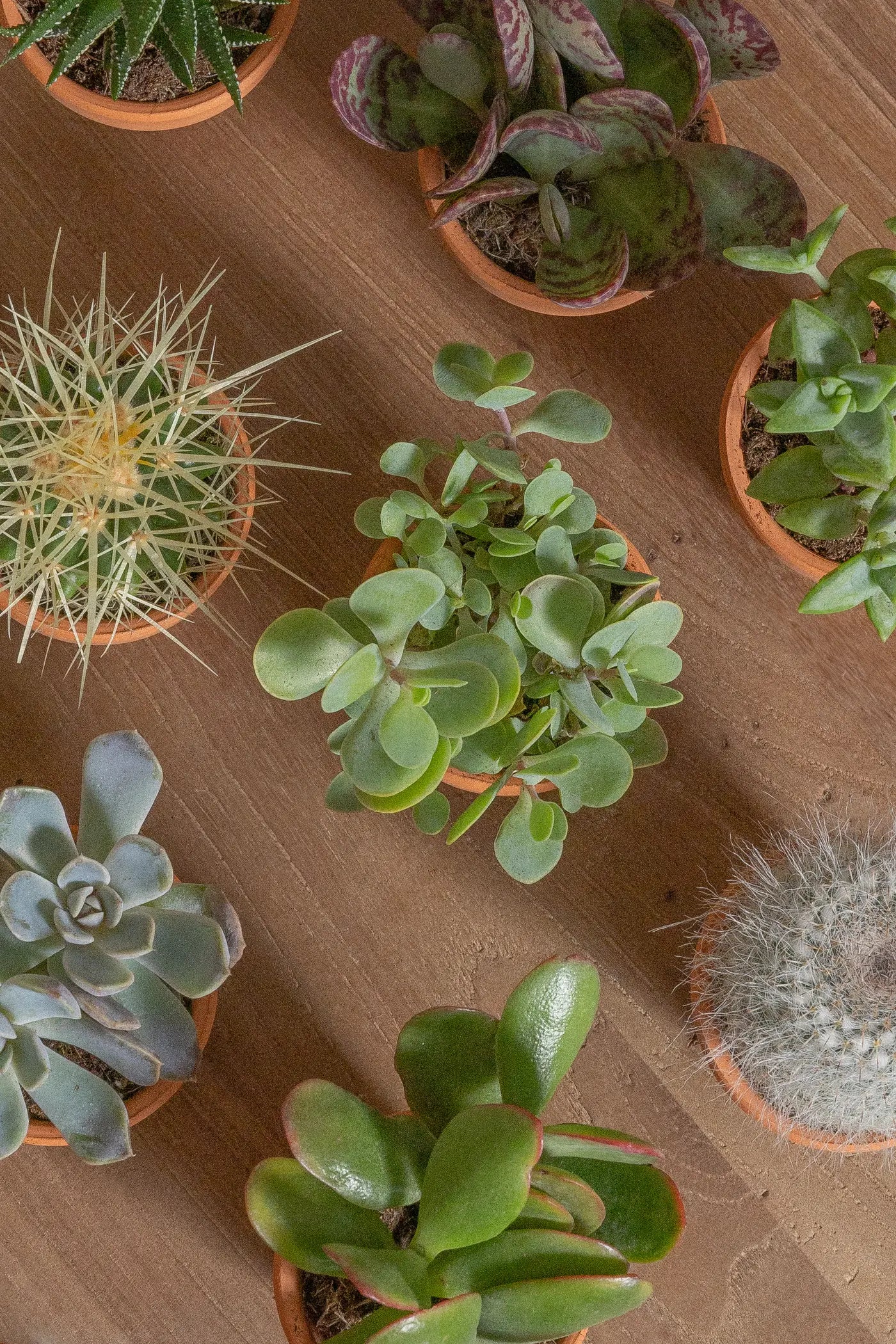 Micro-Set-Plntd-Group-8