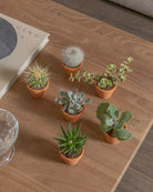 Micro-Set-Plntd-Lifestyle-7