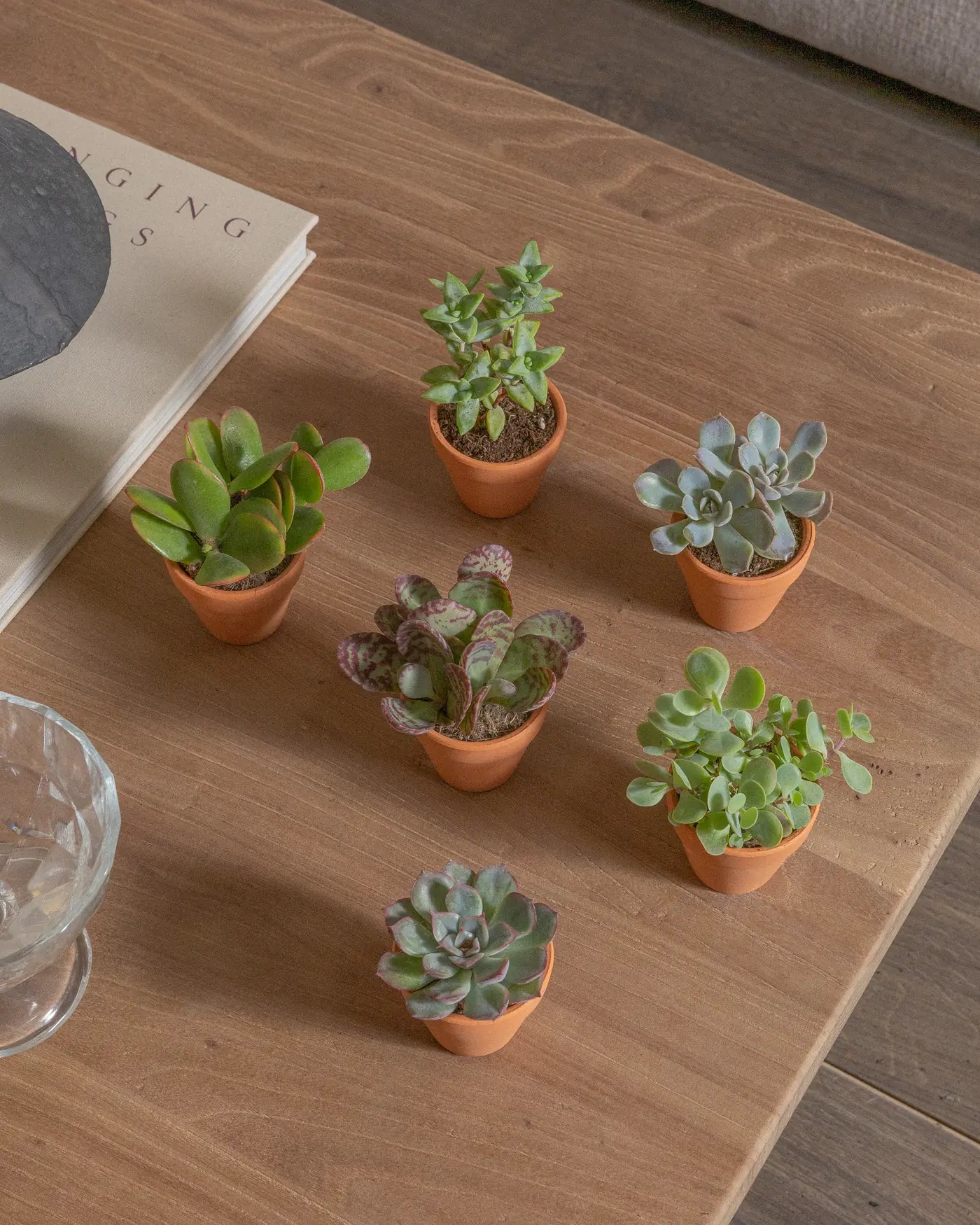 Micro-Set-Succulents-Six-Plntd-Lifestyle-6