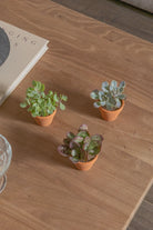Micro-Set-Succulents-Three-Plntd-Lifestyle