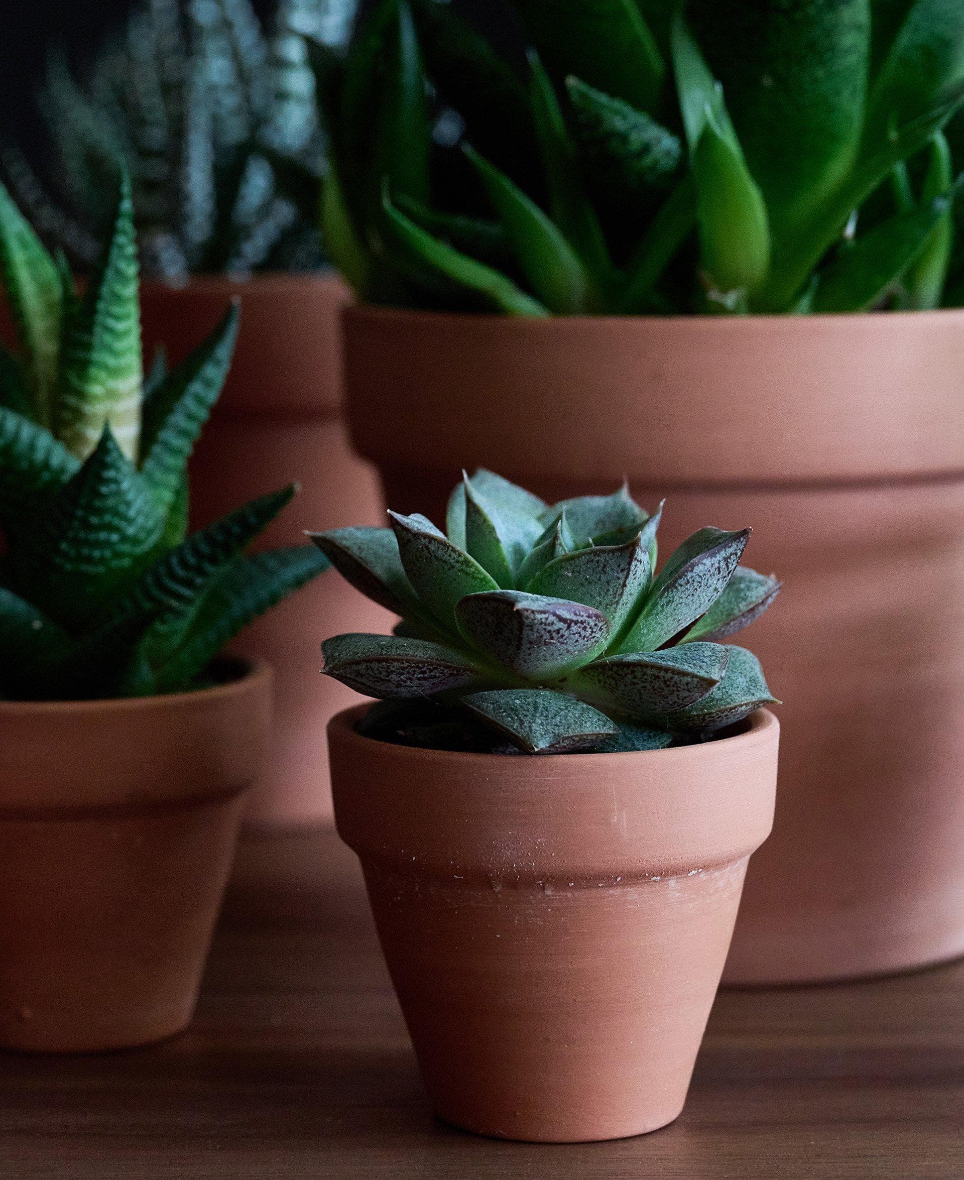 Succulent delivery online