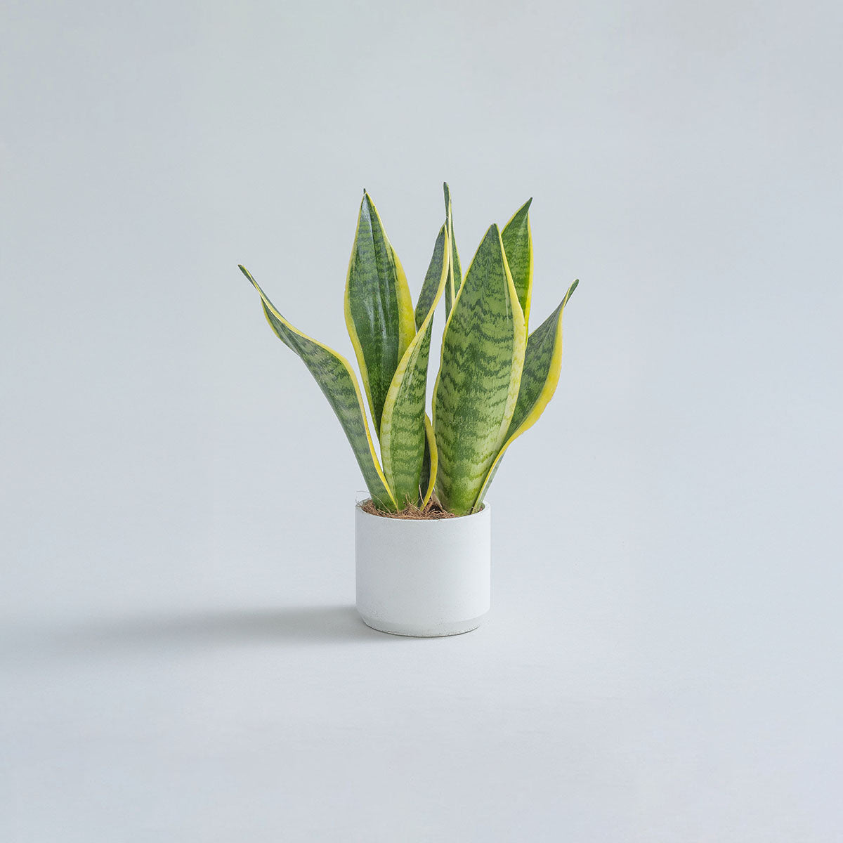 Mini-Snake-Plant-Plntd-Lifestyle