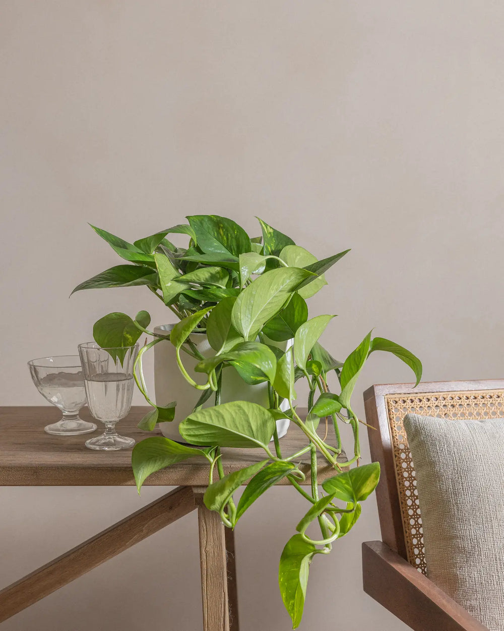 Money-Plant-50cm-Circle-Chalk-White-Plntd-Lifestyle-11