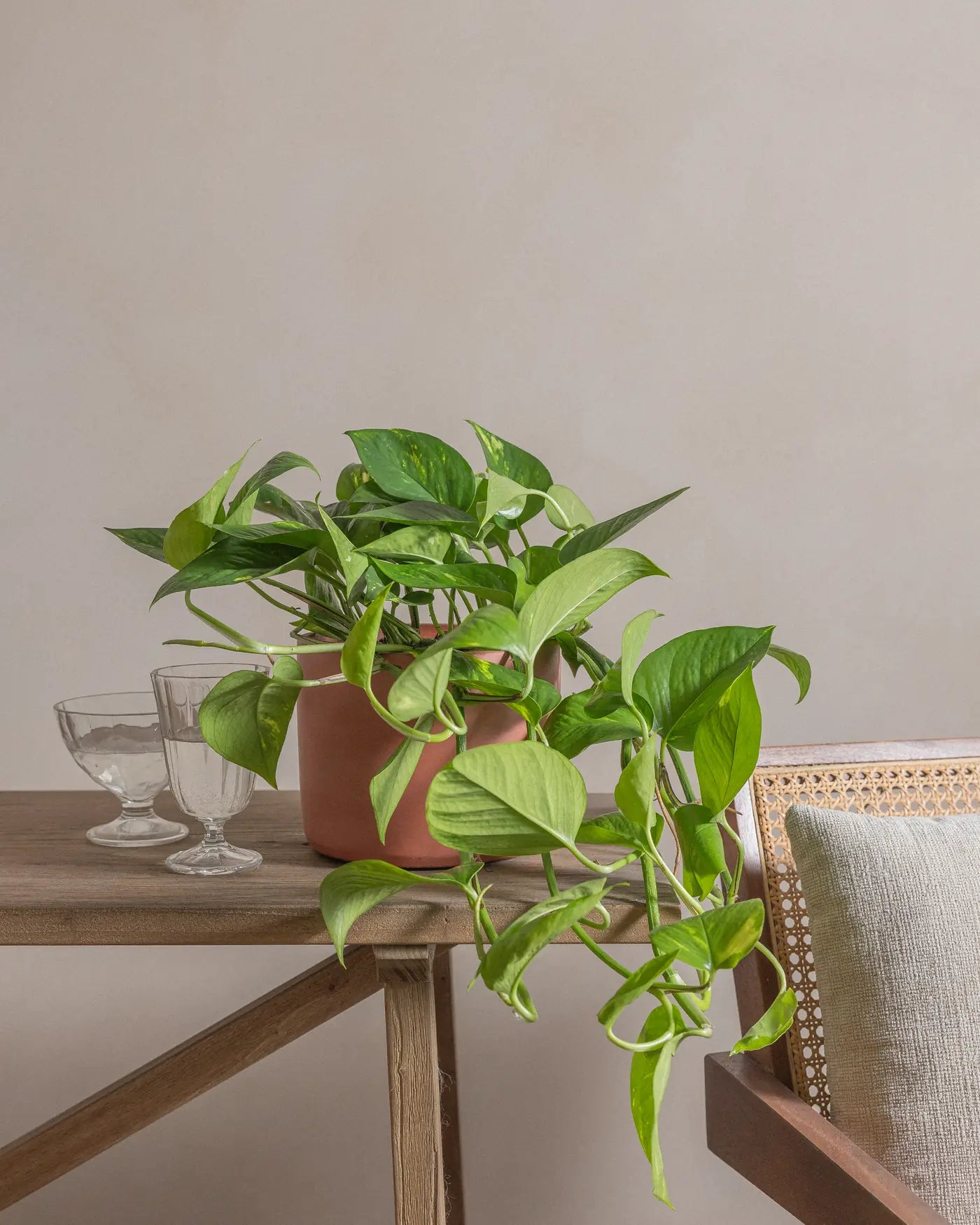 Money-Plant-50cm-Circle-Corvan-Red-Plntd-Lifestyle-14