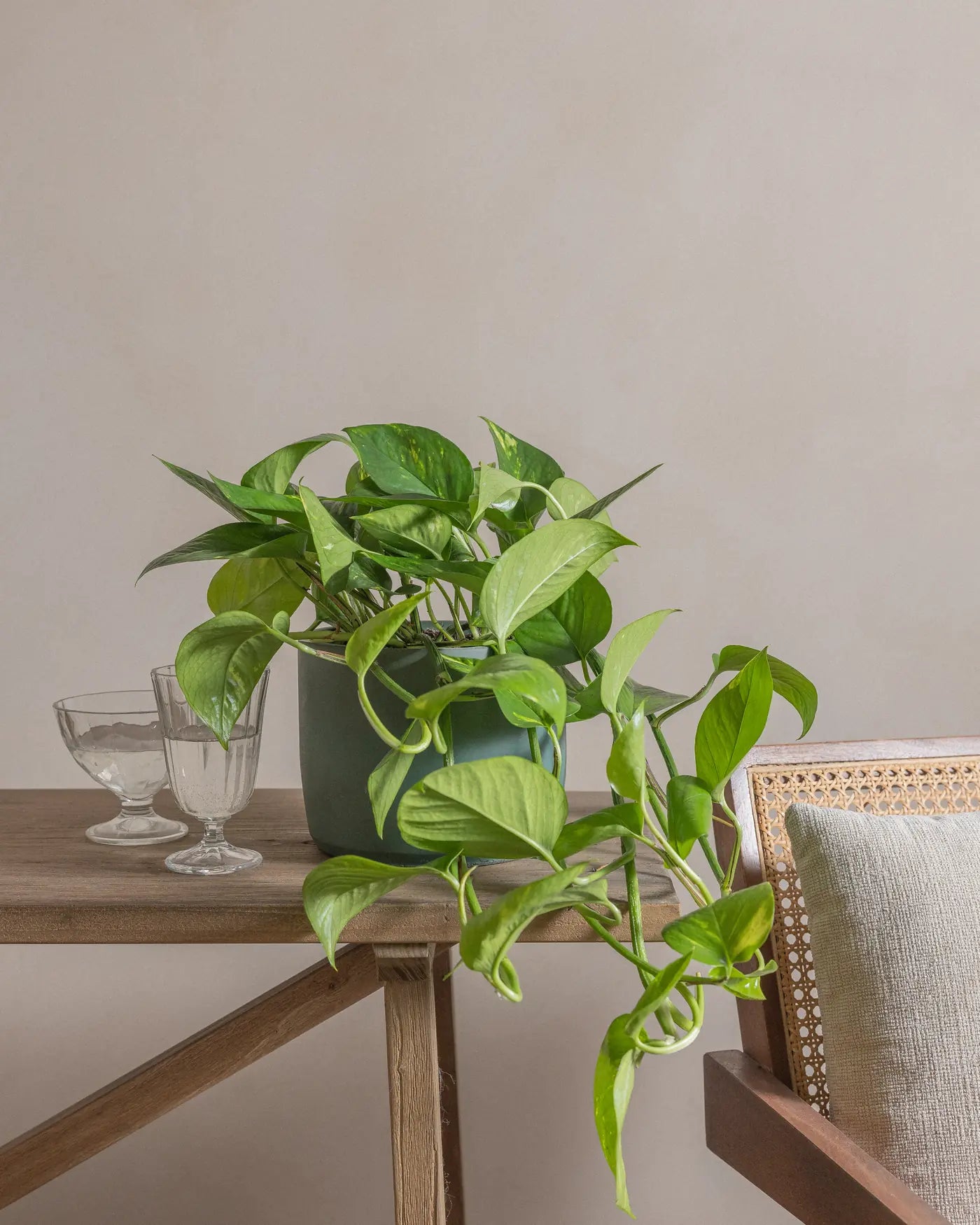 Money-Plant-50cm-Circle-Olive-Green-Plntd-Lifestyle-16