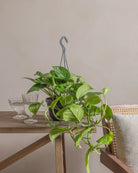 Money-Plant-50cm-Nursery-Default-Plntd-Lifestyle-10