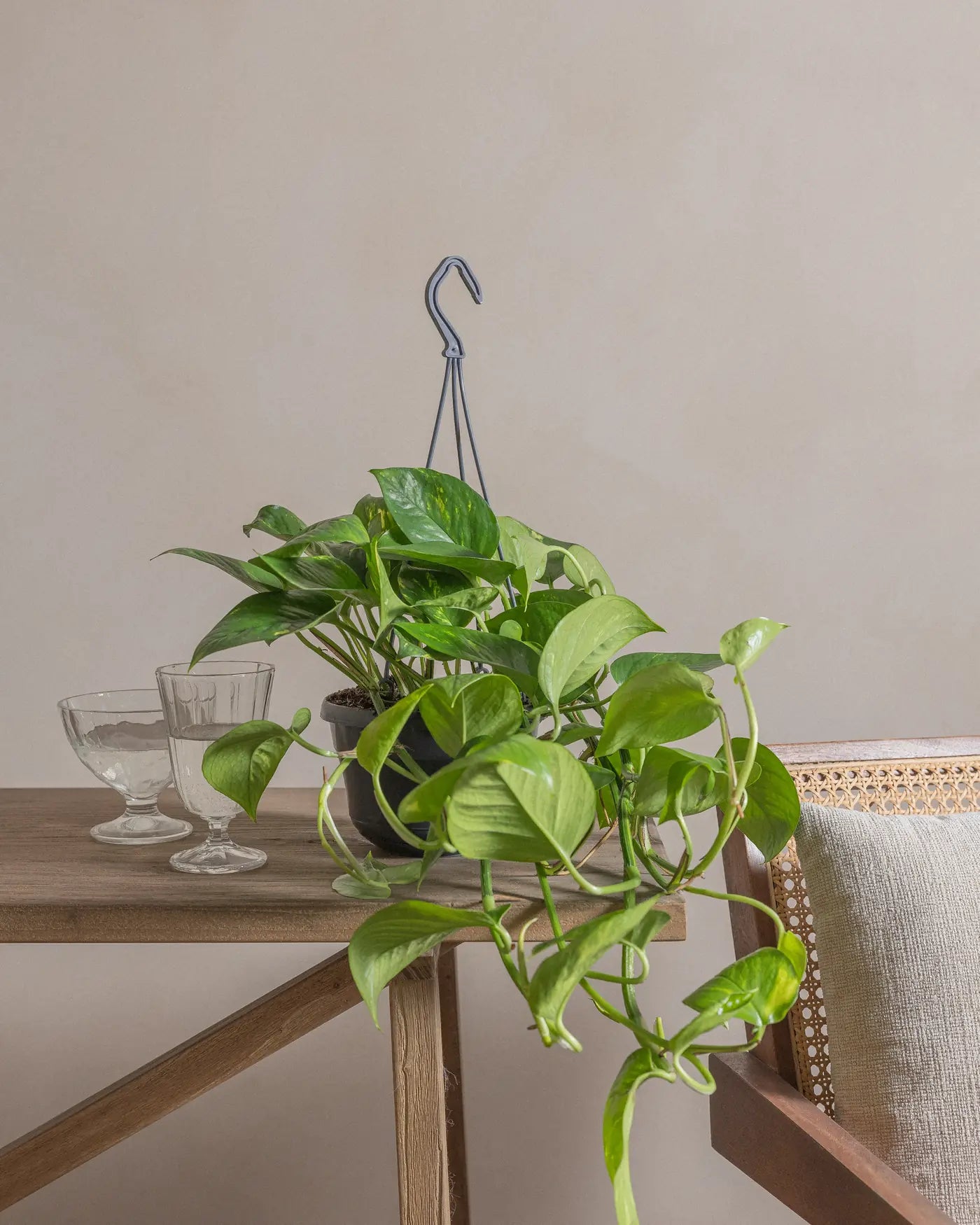Money-Plant-50cm-Nursery-Default-Plntd-Lifestyle-10