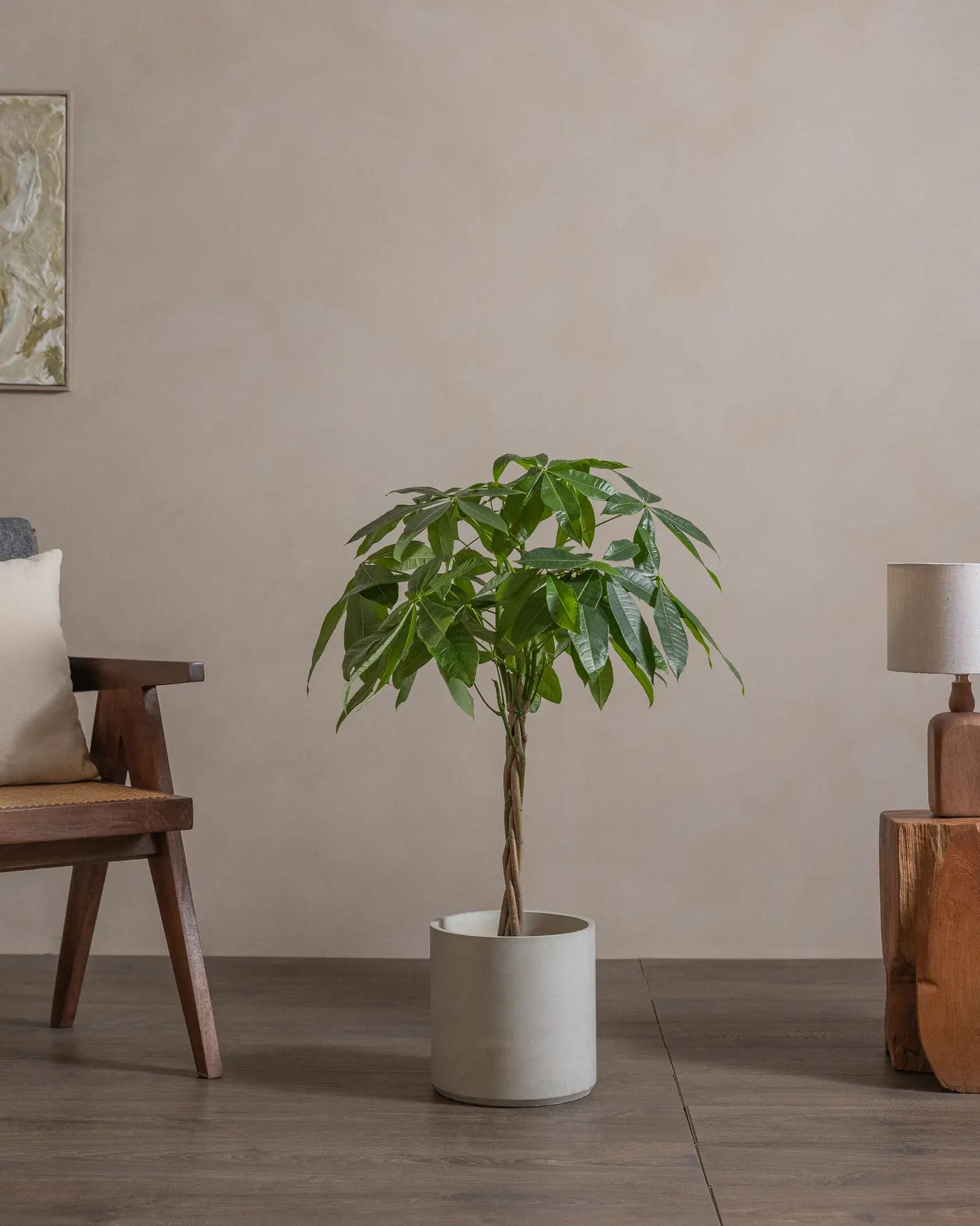 Money-Tree-110cm-Circle-Cement-Grey-Plntd-Lifestyle-37