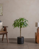 Money-Tree-110cm-Circle-Charcoal-Black-Plntd-Lifestyle-48