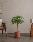 Money-Tree-110cm-Circle-Corvan-Red-Plntd-Lifestyle-38