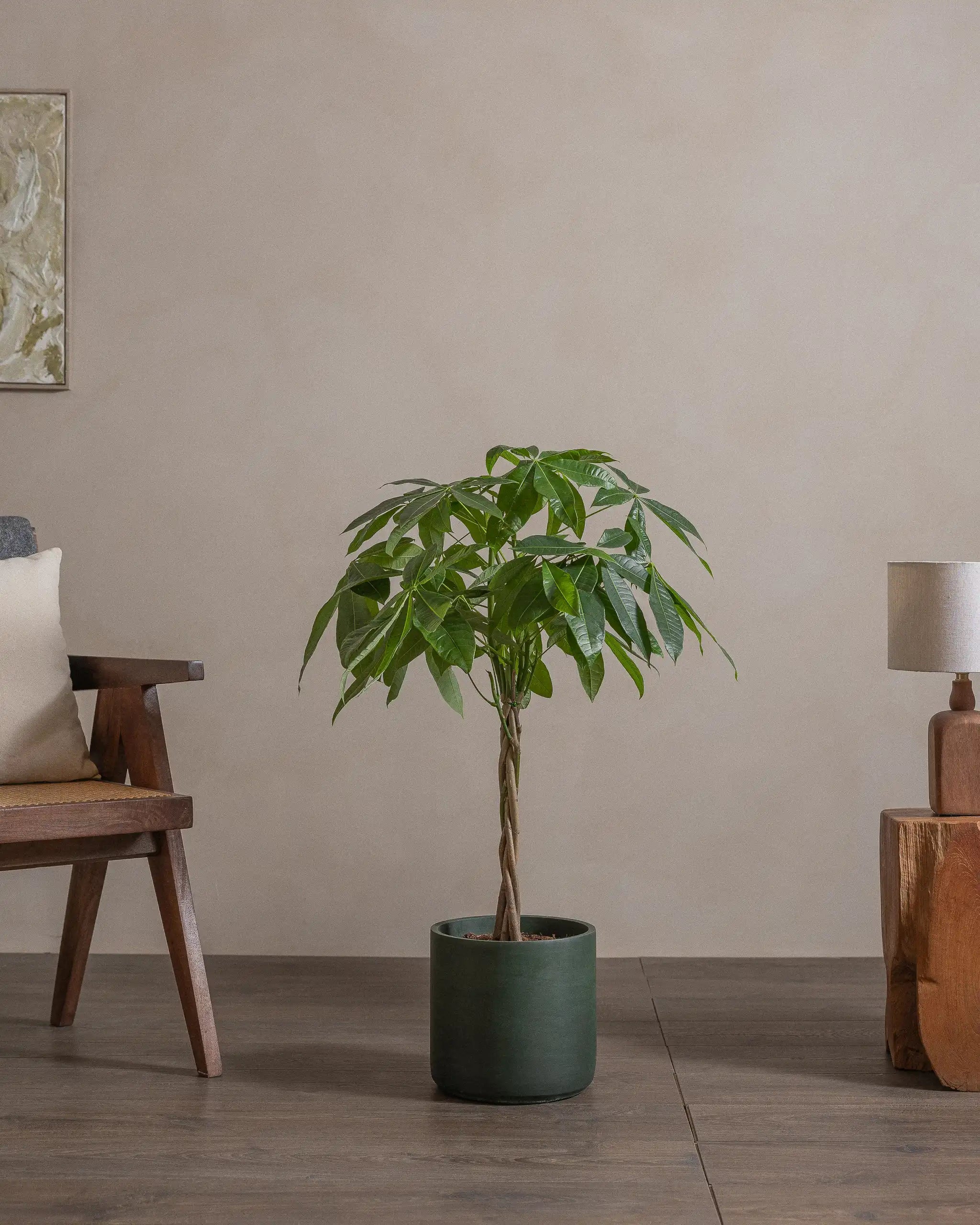 Money-Tree-110cm-Circle-Olive-Green-Plntd-Lifestyle-44