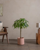 Money-Tree-110cm-Circle-Rose-Pink-Plntd-Lifestyle-36