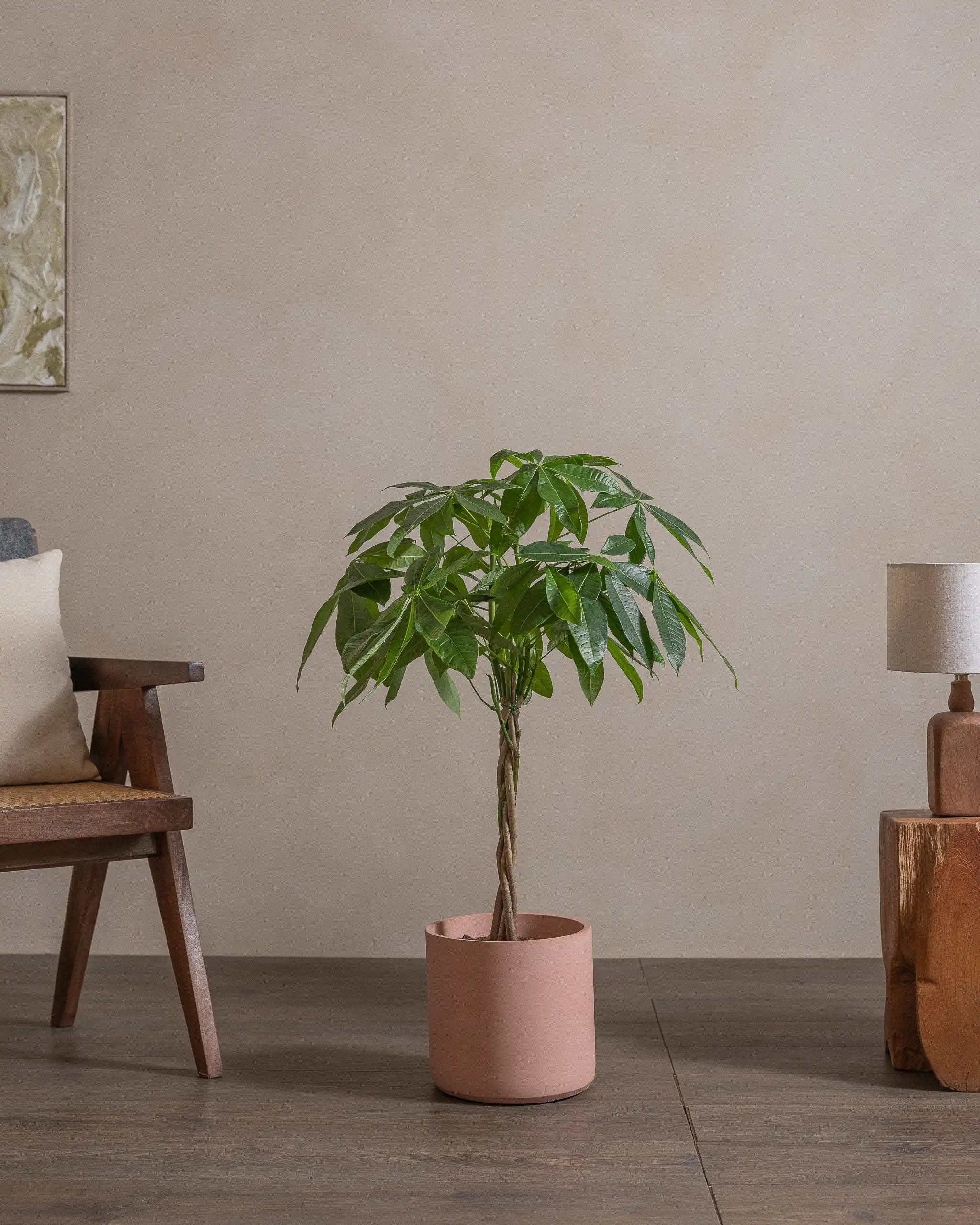 Money-Tree-110cm-Circle-Rose-Pink-Plntd-Lifestyle-45