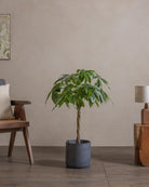 Money-Tree-110cm-Circle-Teia-Blue-Plntd-Lifestyle-43