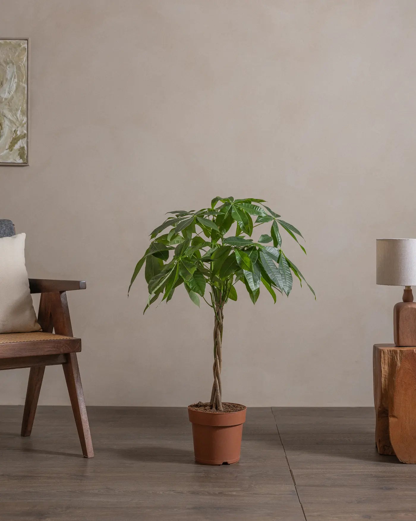 Money-Tree-110cm-Nursery-Default-Plntd-Lifestyle-34