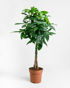Money-Tree-110cm-Nursery-Pot-Nursery-Pot-Plntd-Seamless-39