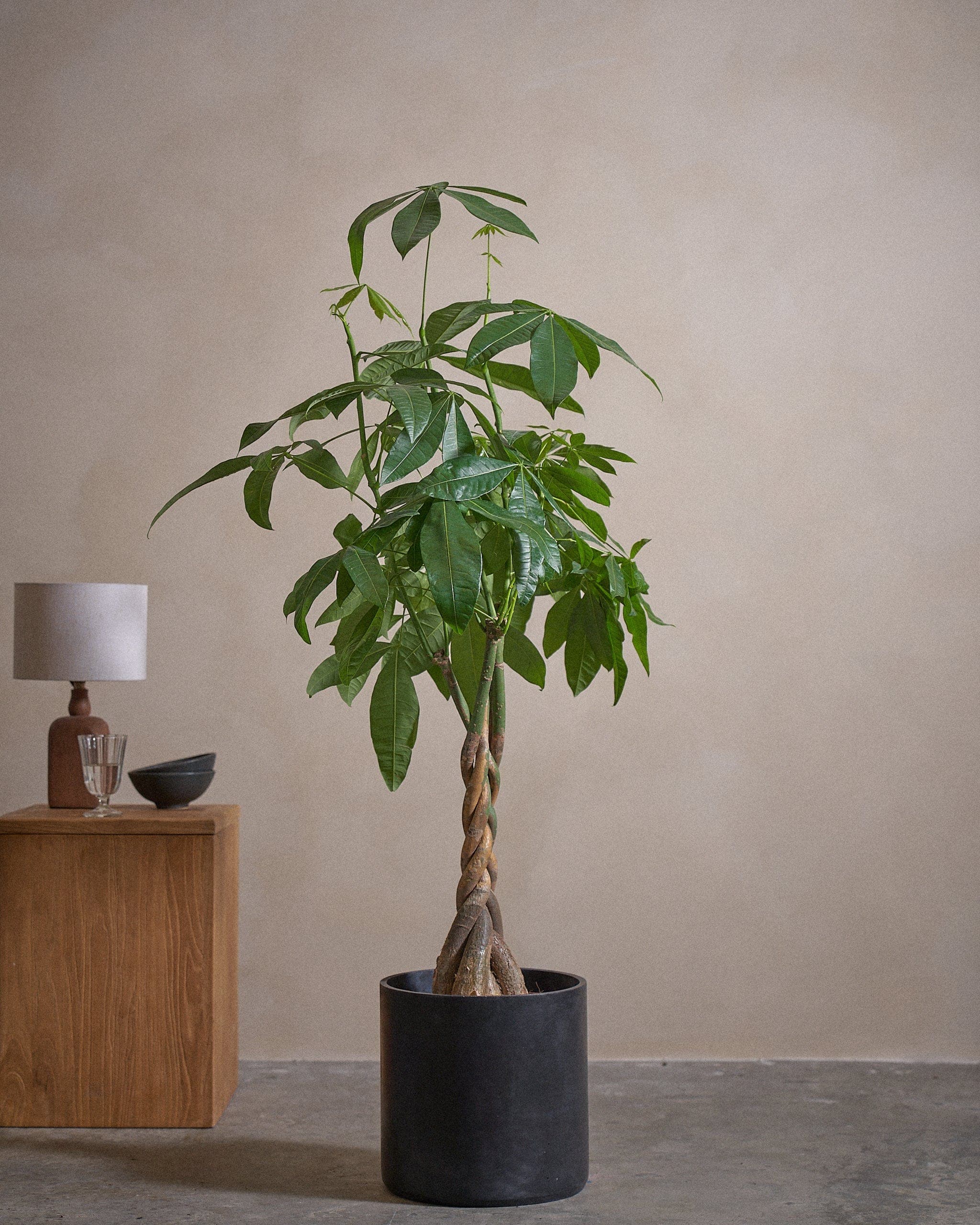 Money-Tree-150cm-Circle-Charcoal-Black-Plntd-Lifestyle-49