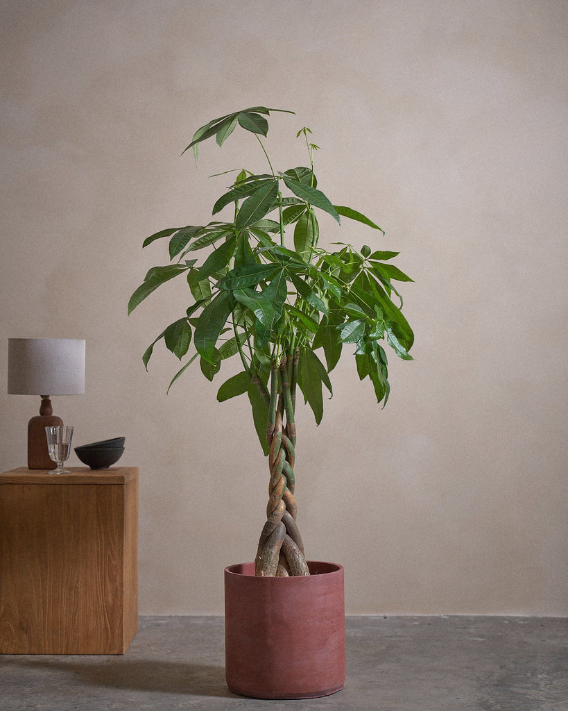 Money Tree-150cm-Circle-Corvan Red-Plntd-Lifestyle