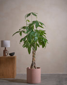 Money-Tree-150cm-Circle-Rose-Pink-Plntd-Lifestyle-45