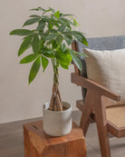 Money-Tree-40cm-Circle-Cement-Grey-Plntd-Lifestyle-5