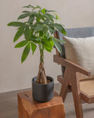 Money-Tree-40cm-Circle-Charcoal-Black-Plntd-Lifestyle-8