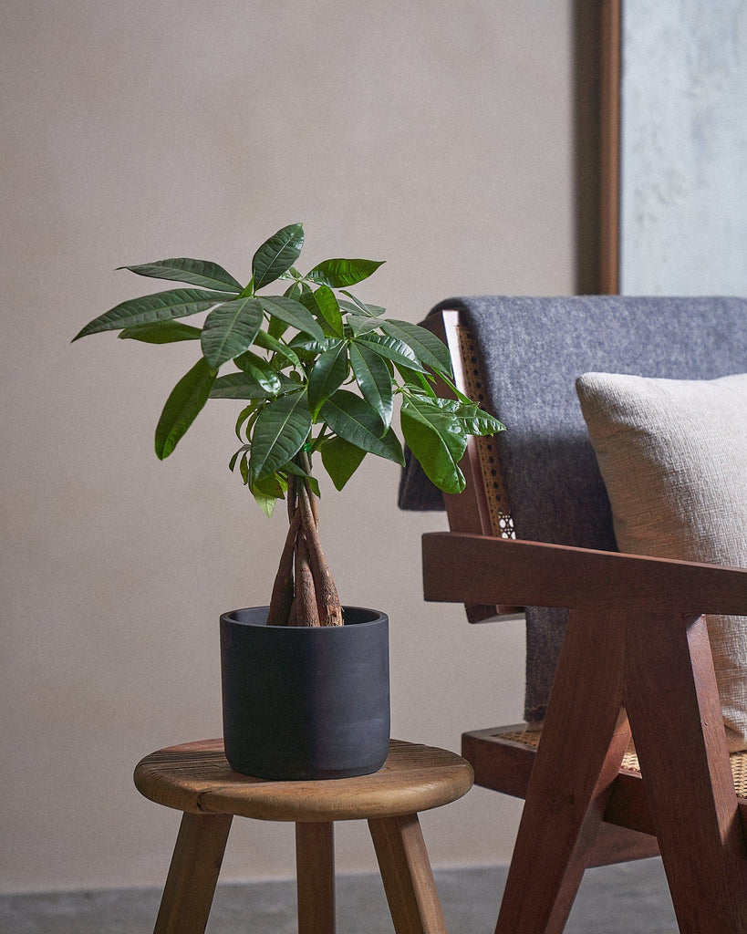 Money Tree-40cm-Circle-Charcoal Black-Plntd-Lifestyle