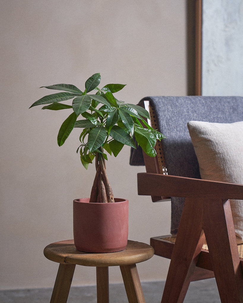 Money Tree-40cm-Circle-Corvan Red-Plntd-Lifestyle