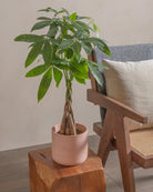 Money-Tree-40cm-Circle-Rose-Pink-Plntd-Lifestyle-4