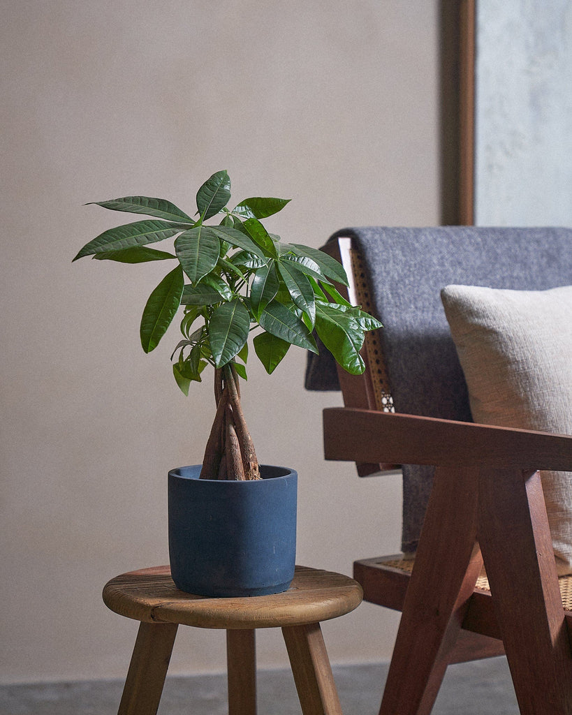 Money Tree-40cm-Circle-Teia Blue-Plntd-Lifestyle