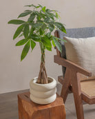 Money-Tree-40cm-Meyer-Chalk-White-Plntd-Lifestyle-86