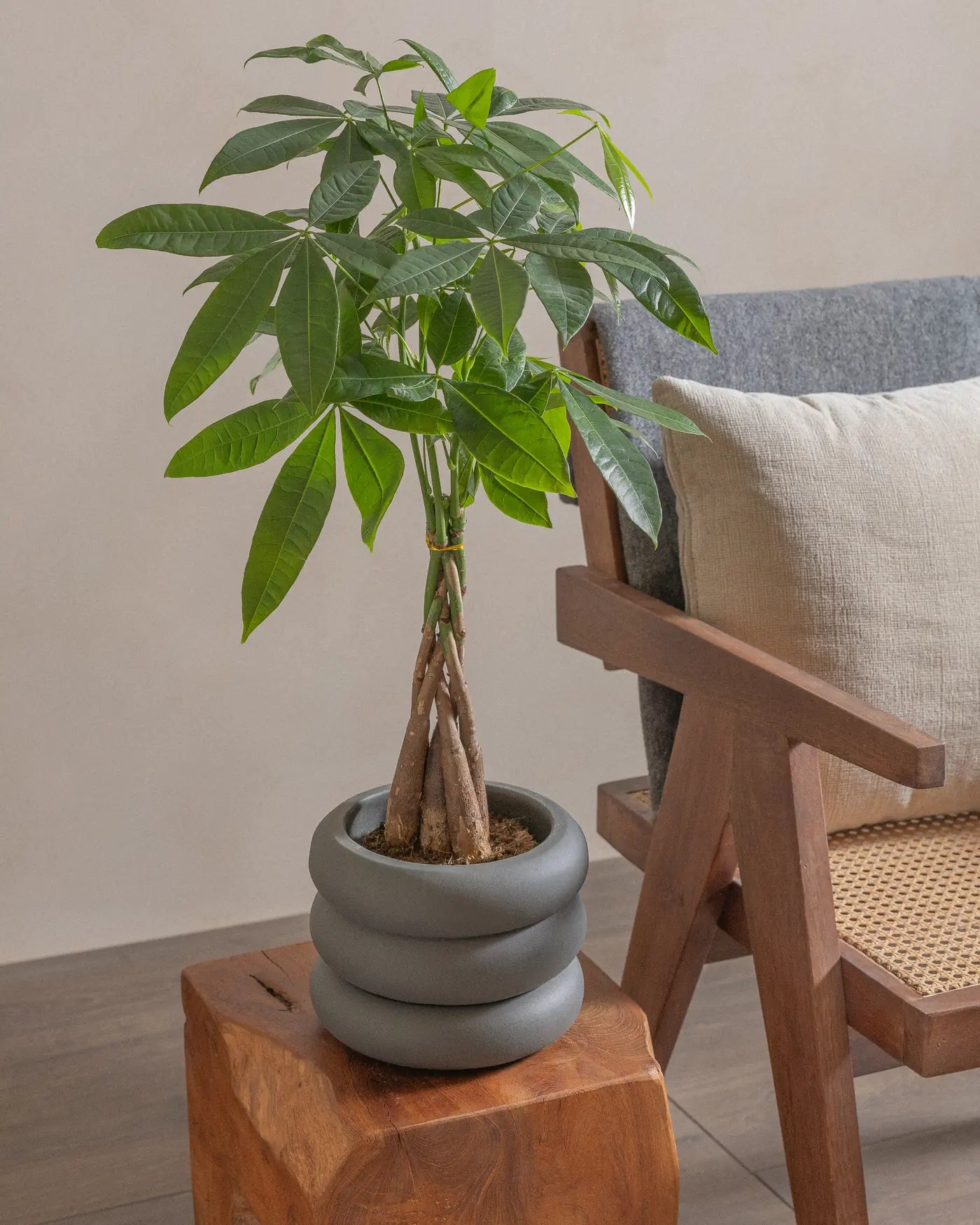 Money-Tree-40cm-Meyer-Ember-Plntd-Lifestyle-23