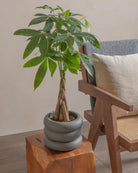 Money-Tree-40cm-Meyer-Ember-Plntd-Lifestyle-84