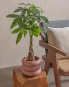 Money-Tree-40cm-Meyer-Old-Red-Plntd-Lifestyle-85