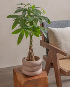 Money-Tree-40cm-Meyer-Rose-Pink-Plntd-Lifestyle-19