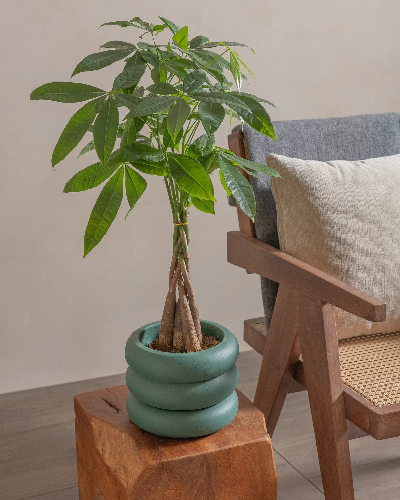 Money-Tree-40cm-Meyer-Slate-Green-Plntd-Lifestyle-21