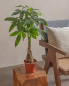 Money-Tree-40cm-Nursery-Pot-Default-Plntd-Lifestyle-89