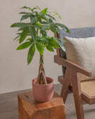 Money-Tree-40cm-Round-Old-Red-Plntd-Lifestyle-11