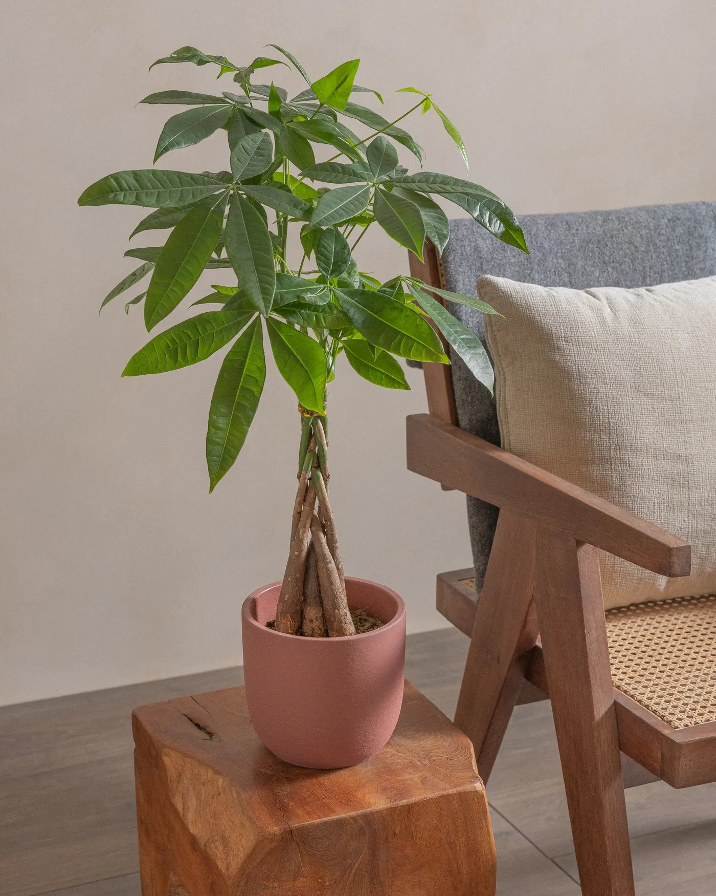 Money-Tree-40cm-Round-Old-Red-Plntd-Lifestyle-11