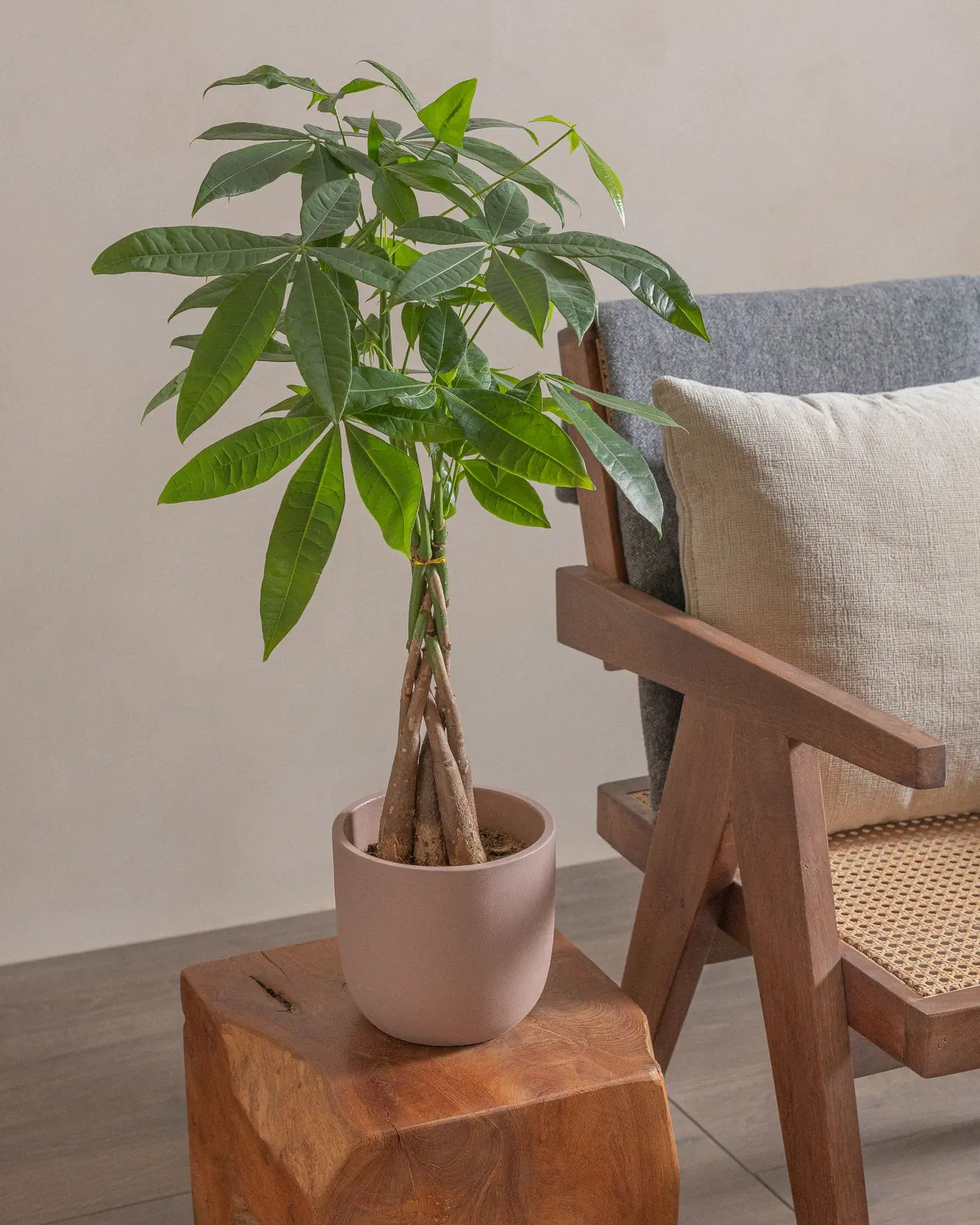 Money-Tree-40cm-Round-Rose-Pink-Plntd-Lifestyle-10