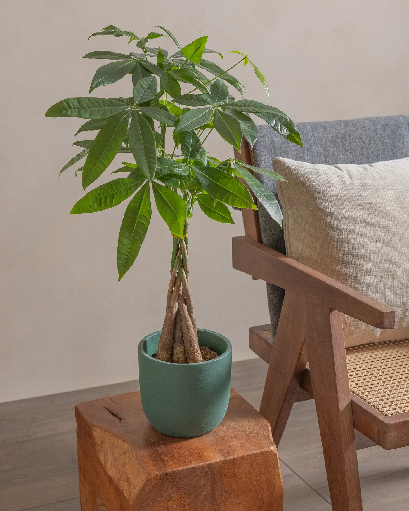 Money-Tree-40cm-Round-Slate-Green-Plntd-Lifestyle-12