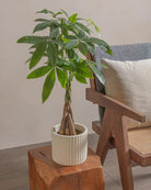 Money-Tree-40cm-Runic-Chalk-White-Plntd-Lifestyle-75