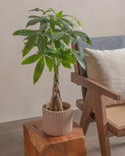 Money-Tree-40cm-Runic-Rose-Pink-Plntd-Lifestyle-15