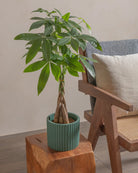 Money-Tree-40cm-Runic-Slate-Green-Plntd-Lifestyle-17
