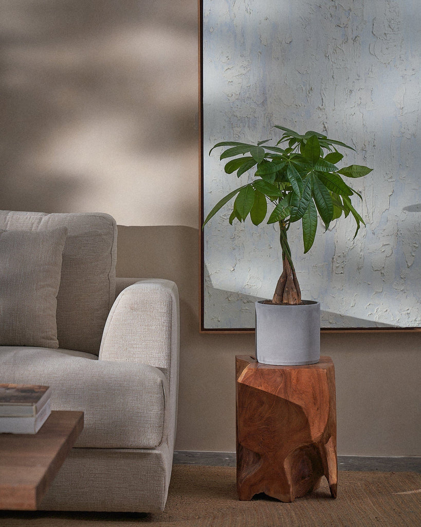 Money Tree-70cm-Circle-Cement Grey-Plntd-Lifestyle