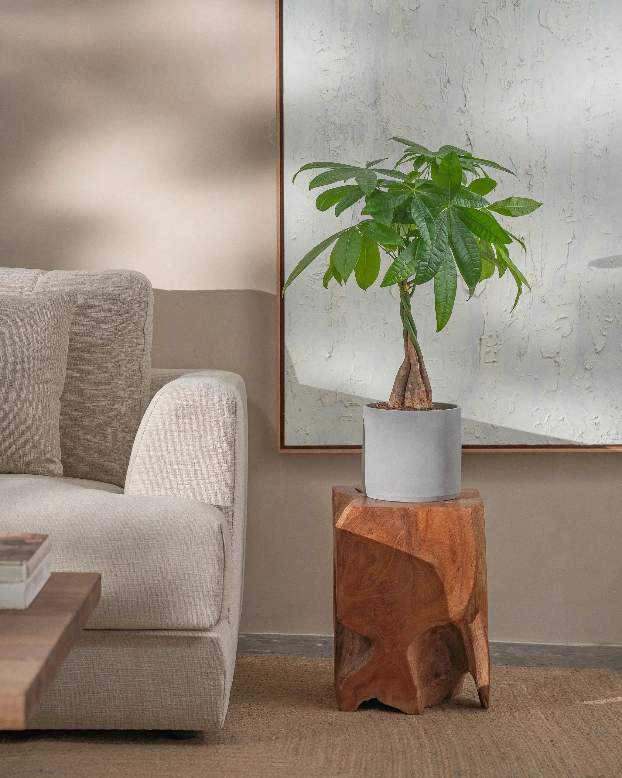 Money-Tree-70cm-Circle-Cement-Grey-Plntd-Lifestyle-47