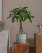 Money-Tree-70cm-Circle-Cement-Grey-Plntd-Lifestyle-55