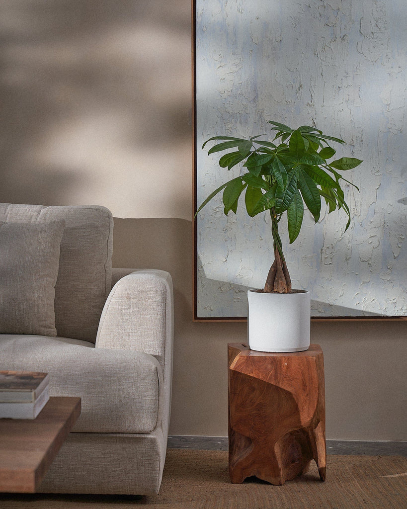 Money Tree-70cm-Circle-Chalk White-Plntd-Lifestyle